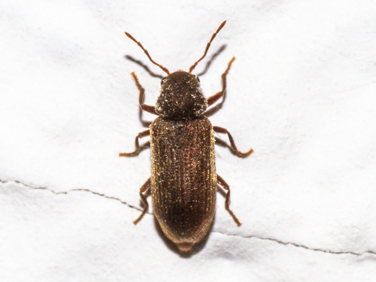 Anobium punctatum